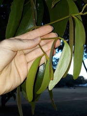 Phoradendron perrottetii