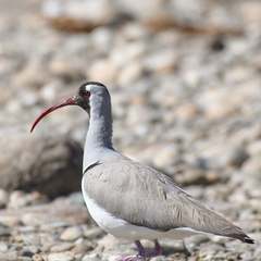 Ibidorhyncha struthersii