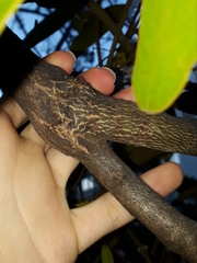 Phoradendron perrottetii