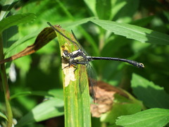 Octogomphus specularis