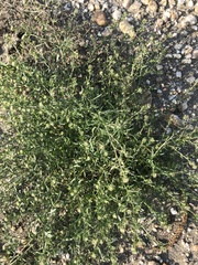 Lepidium apetalum