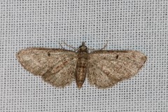 Eupithecia tenuiata