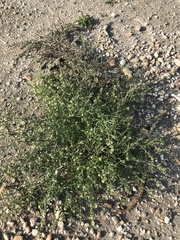 Lepidium apetalum