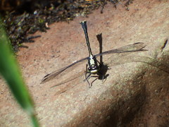 Octogomphus specularis