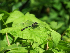Octogomphus specularis