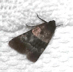 Properigea continens