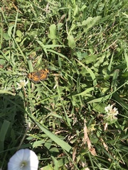 Phyciodes tharos