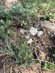 Smelowskia alba