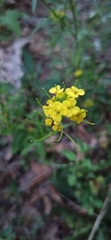 Sisymbrium loeselii