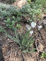 Smelowskia alba