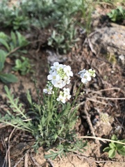 Smelowskia alba