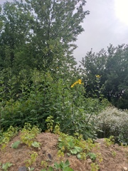 Helianthus tuberosus