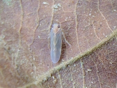 Plectoderini