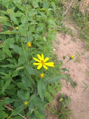Helianthus tuberosus