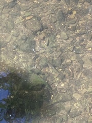 Salmo trutta