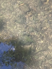Squalius cephalus