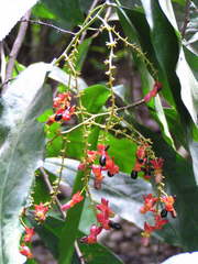 Ochnaceae