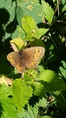 Erebia ligea