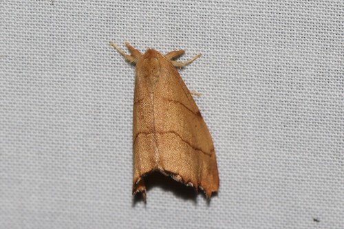 Scalloped Hook-tip, Ede, Nederland, photo 7 of 10