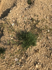 Chamaerhodos grandiflora