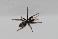 Sergiolus montanus