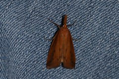 Schoenobius gigantella
