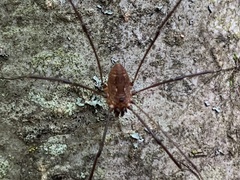 Leiobunum calcar