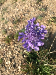 Scabiosa comosa