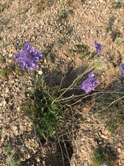 Scabiosa comosa