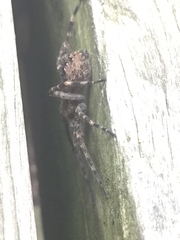 Dolomedes scriptus