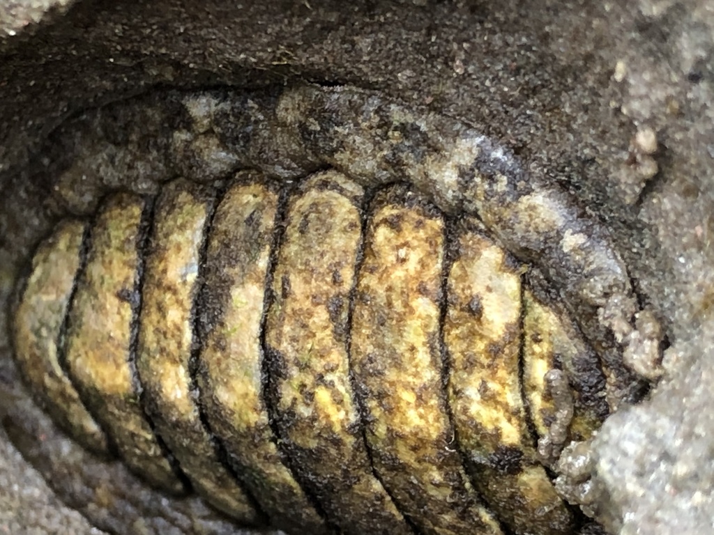 Hartweg's Chiton