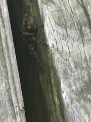 Dolomedes scriptus
