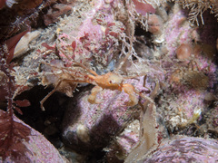 Inachus phalangium