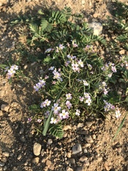 Dontostemon integrifolius