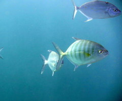 Ferdauia ferdau