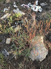 Persicaria angustifolia