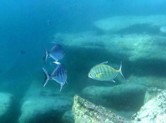 Ferdauia ferdau