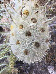 Cirsium funkiae