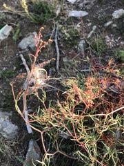 Persicaria angustifolia