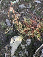 Persicaria angustifolia