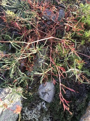 Persicaria angustifolia