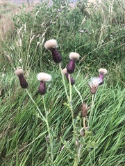 Cirsium arvense