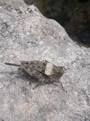 Paratettix mexicanus