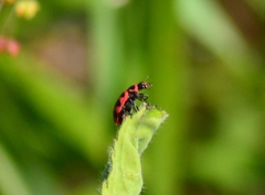 Coleomegilla maculata lengi