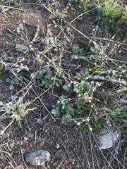 Potentilla olchonensis
