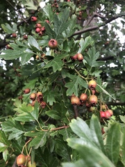 Crataegus monogyna