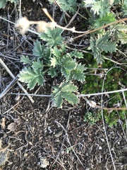 Potentilla olchonensis
