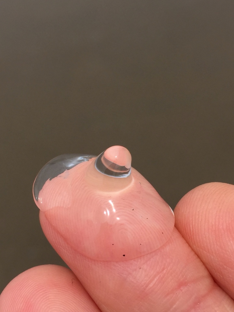 umbrella jellyfish