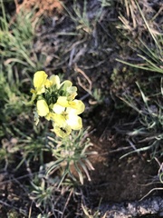 Erysimum flavum