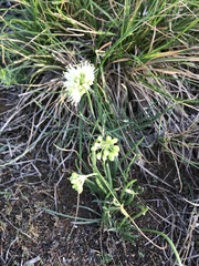 Allium stellerianum
